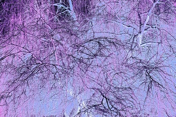 T 095C
